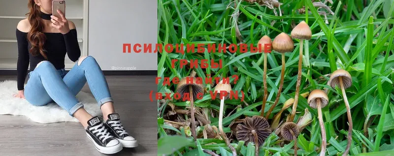 как найти закладки  Кунгур  Галлюциногенные грибы Psilocybe 